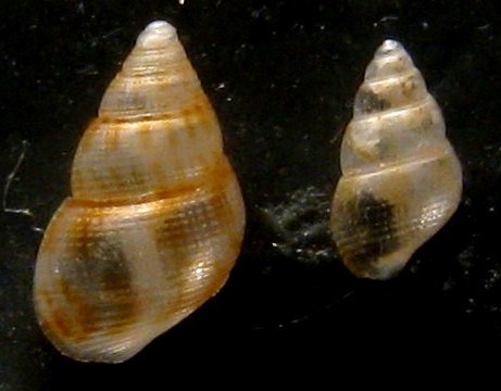 Pusillina?- Tarifa a riva